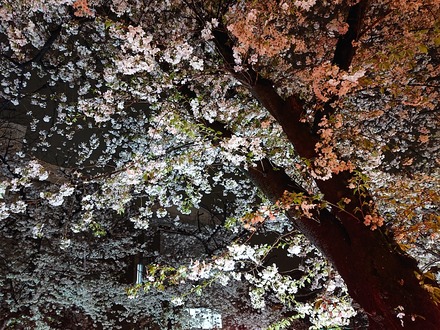 2303 �ܹ�����ޤĤ� 02