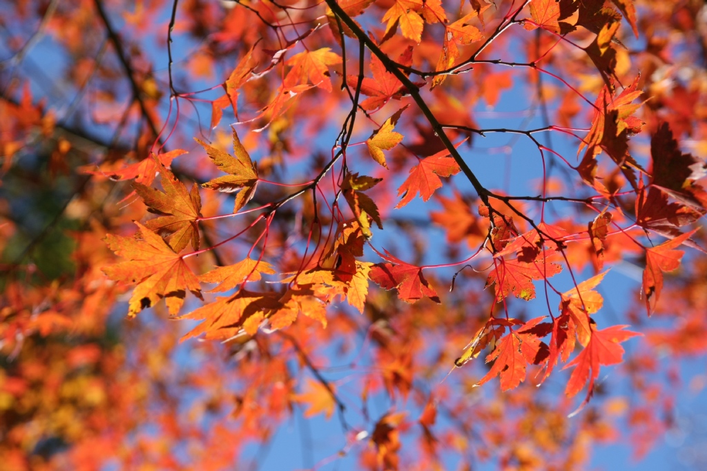 御殿場 とらや工房の紅葉 Vaioちゃんのよもやまブログ 御殿場 とらや工房の紅葉 Vaioちゃんのよもやまブログ