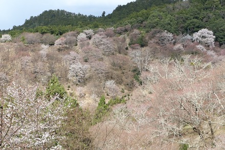 2504 ���ɵ��� �����ܤκ� 10