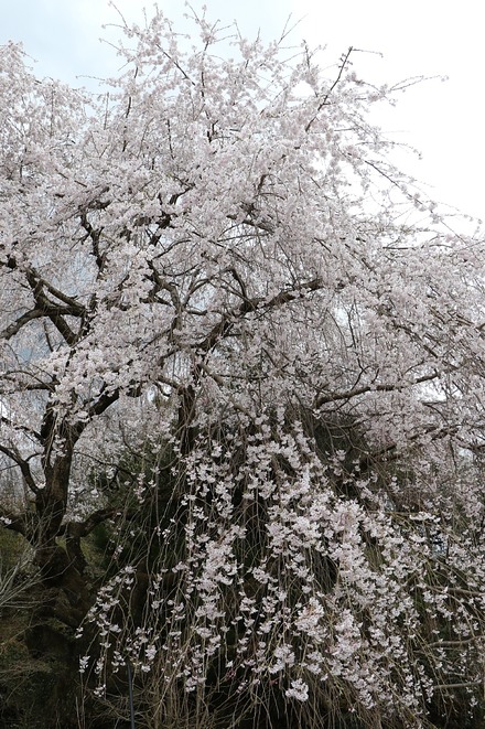 2504 ���ɵ��� �����ܤκ� 08