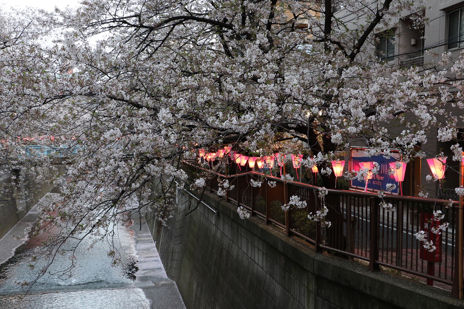 Vaioちゃんのよもやまブログ 今日の一枚