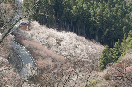 2504 ���ɵ��� �����ܤκ� 02