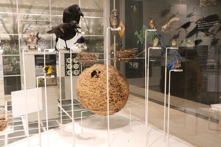 2412 ��� �������� ���蘆����ʤ���ˤ��Фβʳش�  13