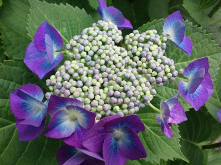 1206�Ĥ��ۻ��۲�