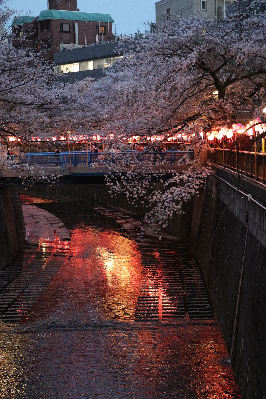 Vaioちゃんのよもやまブログ 今日の一枚
