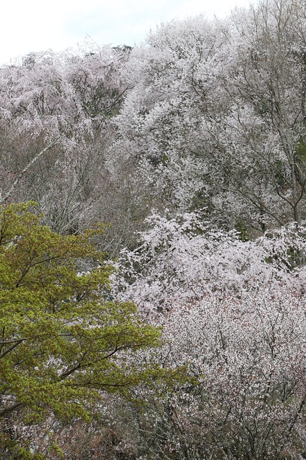 2504 ���ɵ��� �����ܤκ� 09