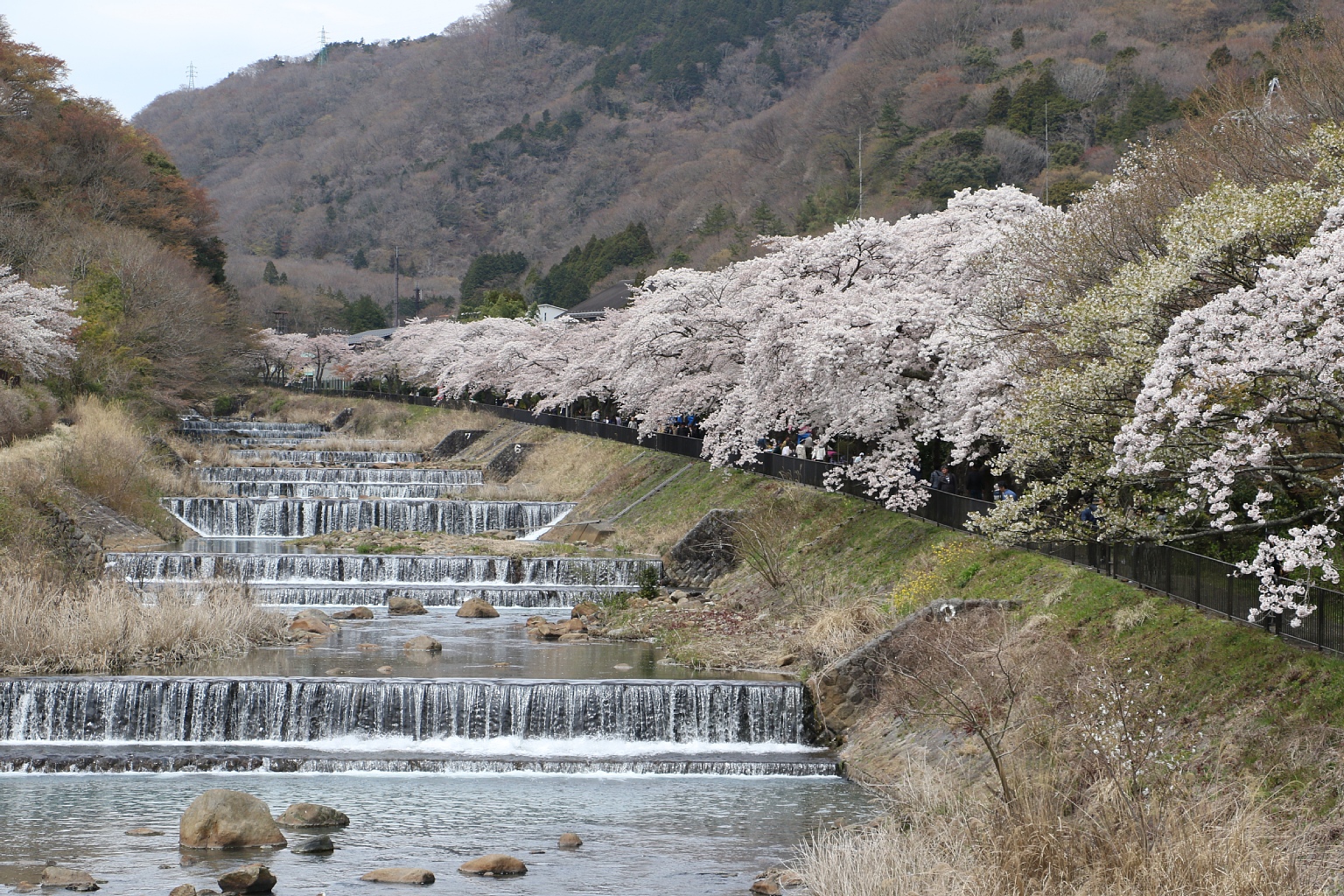 Vaioちゃんのよもやまブログ 今日の一枚