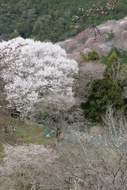 2504 ���ɵ��� �����ܤκ� 06