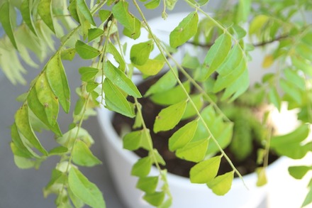 ���������� �����������ǥ� �䤵���� 1000ml 04