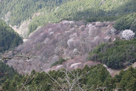 2504 ���ɵ��� �����ܤκ� 03