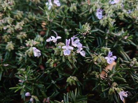 2412 �������ޥ꡼�β�