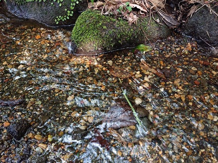 2407 ¸æÅÂ¾ì ¤È¤é¤ä¹©Ë¼ ¾®Àî