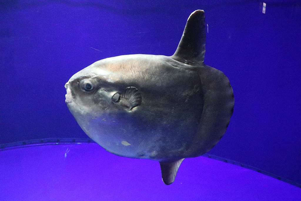 06 池袋 サンシャイン水族館 その2 Vaioちゃんのよもやまブログ