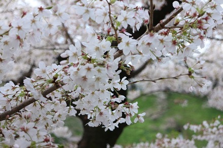 2303 �ĵ����޼�κ� 01