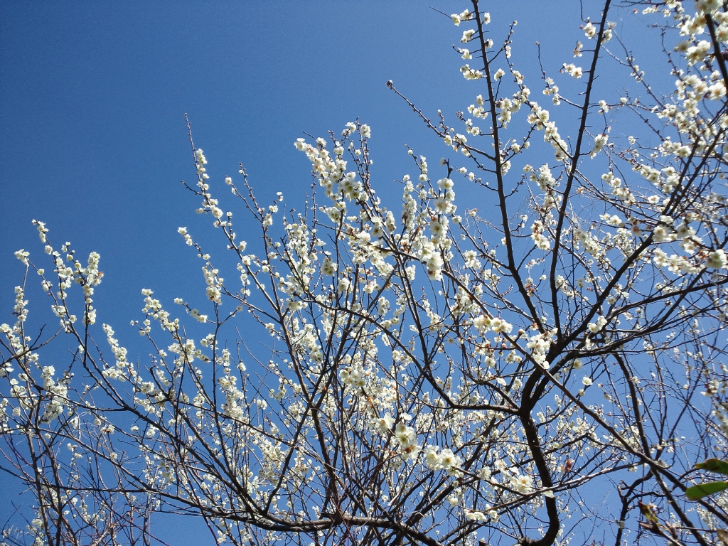 Vaioちゃんのよもやまブログ