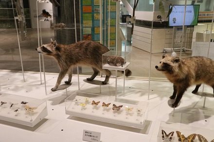 2412 ��� �������� ���蘆����ʤ���ˤ��Фβʳش� 04