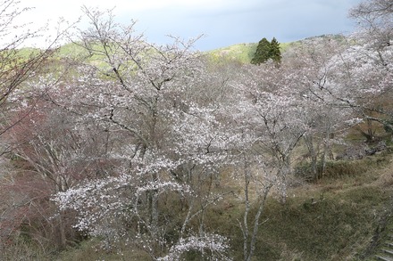 2504 ���ɵ��� ������ 05