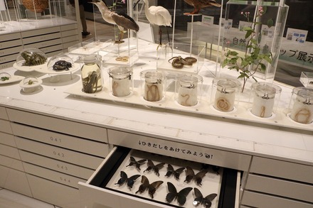 2412 ��� �������� ���蘆����ʤ���ˤ��Фβʳش� 05