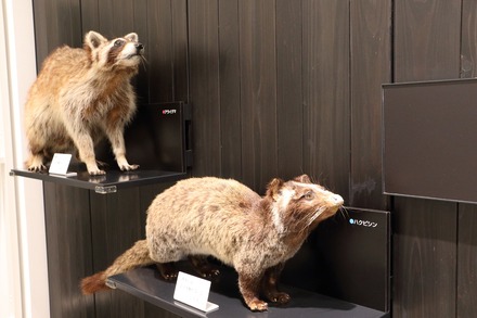 2412 ��� �������� ���蘆����ʤ���ˤ��Фβʳش� 06