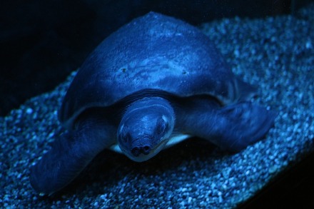 ÀŲ¬ ¸æÅÂ¾ì ¶âÂÀϺ ¤¹¤Ã¤Ý¤ó