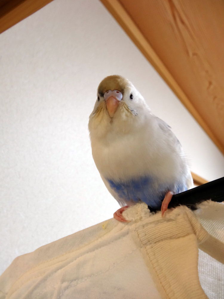 鳥の刷り込み カズナル 鳥達の襲撃