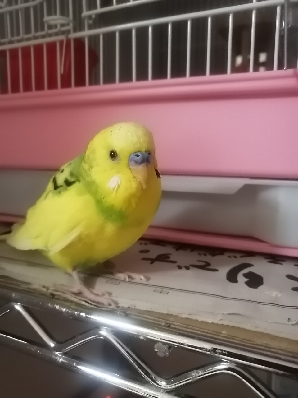 ちょっかいかけないで カズナル 鳥達の襲撃 ちょっかいかけないで カズナル 鳥達の襲撃