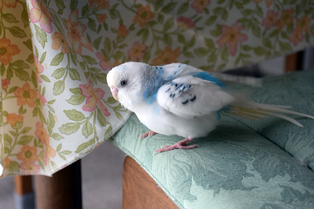 インコの寿命を考える : カズナル ～鳥達の襲撃