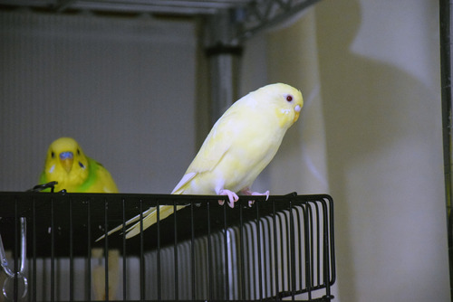 カズナル 鳥達の襲撃 鳥