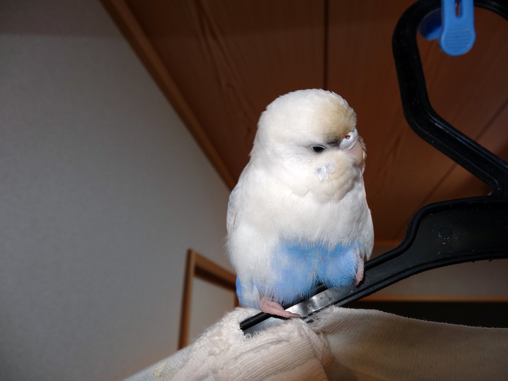 鳥の刷り込み カズナル 鳥達の襲撃