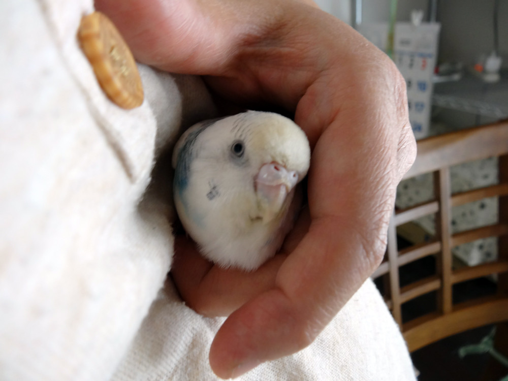 インコいんこ カズナル 鳥達の襲撃