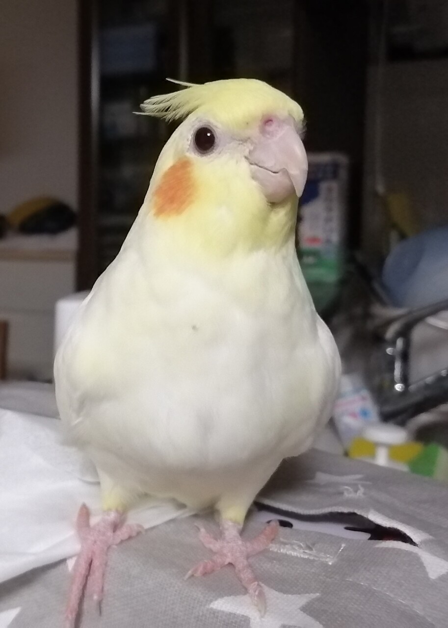オカメインコの性別判定 カズナル 鳥達の襲撃 オカメインコの性別判定 カズナル 鳥達の襲撃