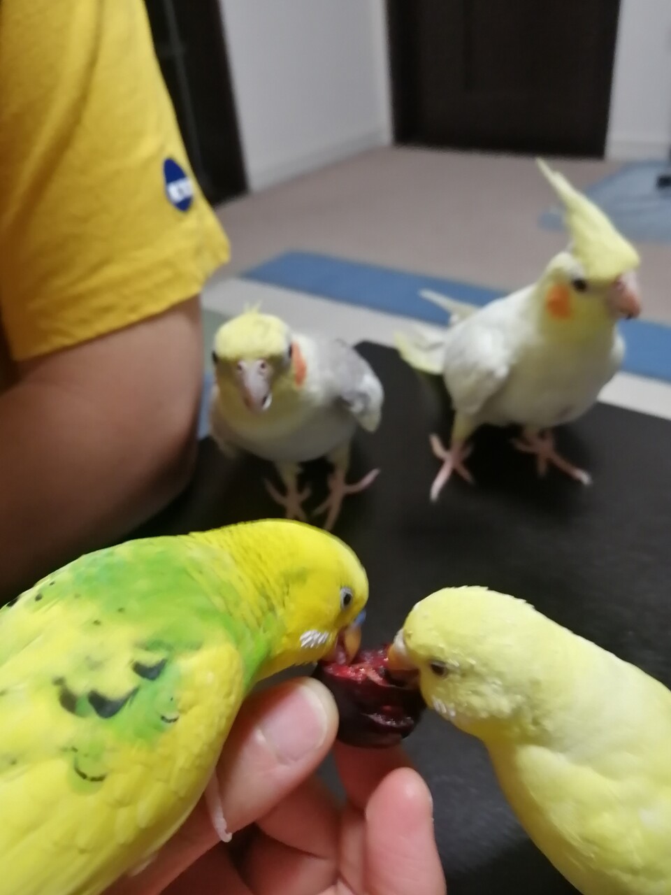 ナミの初めて食べるもの カズナル 鳥達の襲撃 ナミの初めて食べるもの カズナル 鳥達の襲撃