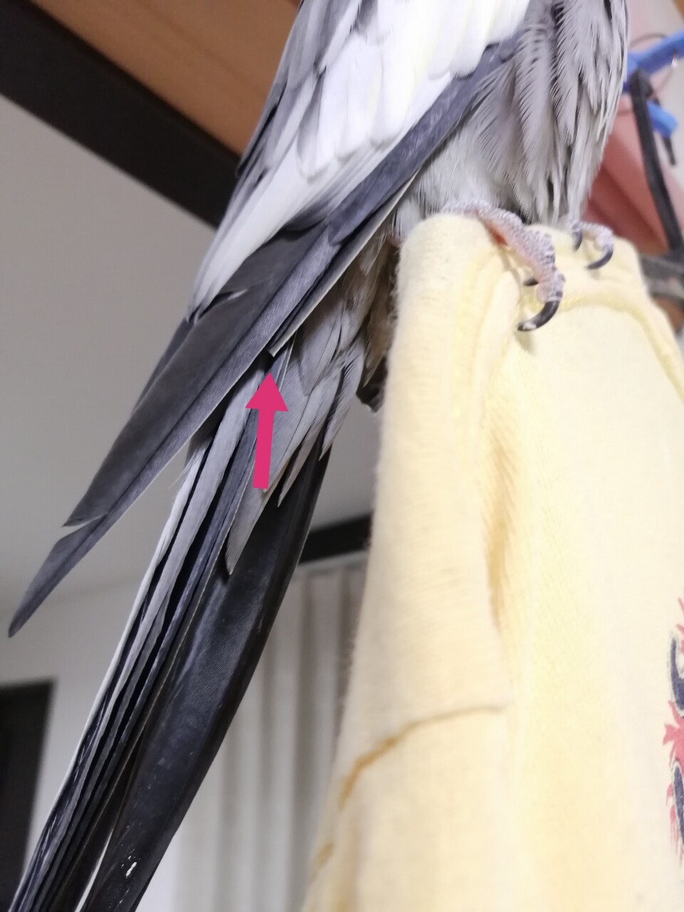 愛の風切羽根事情 カズナル 鳥達の襲撃 愛の風切羽根事情 カズナル 鳥達の襲撃