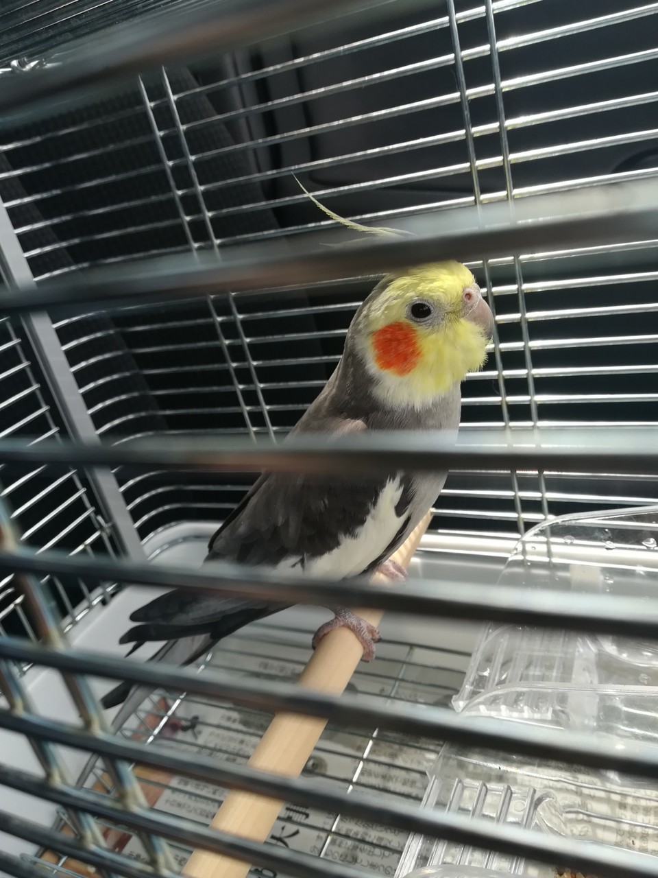 お出かけ好きなオカメ カズナル 鳥達の襲撃 お出かけ好きなオカメ カズナル 鳥達の襲撃