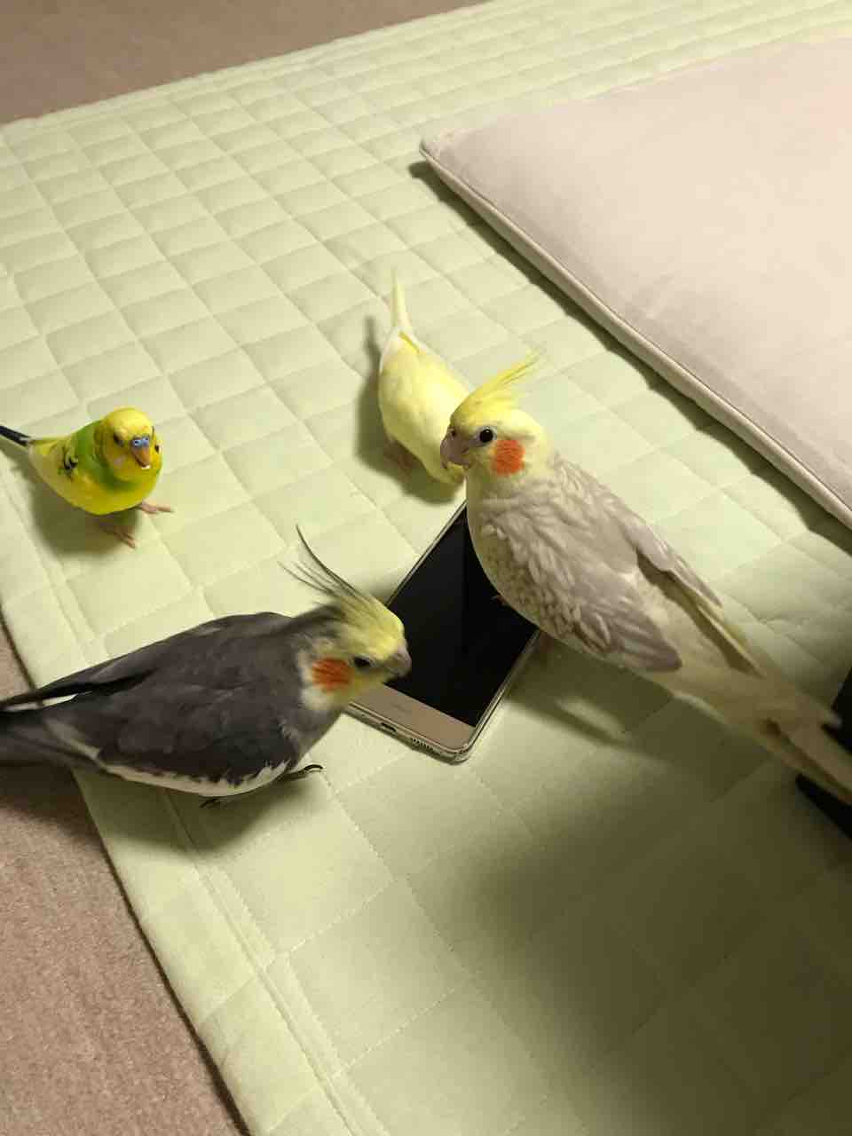 スマホたかり : カズナル ～鳥達の襲撃