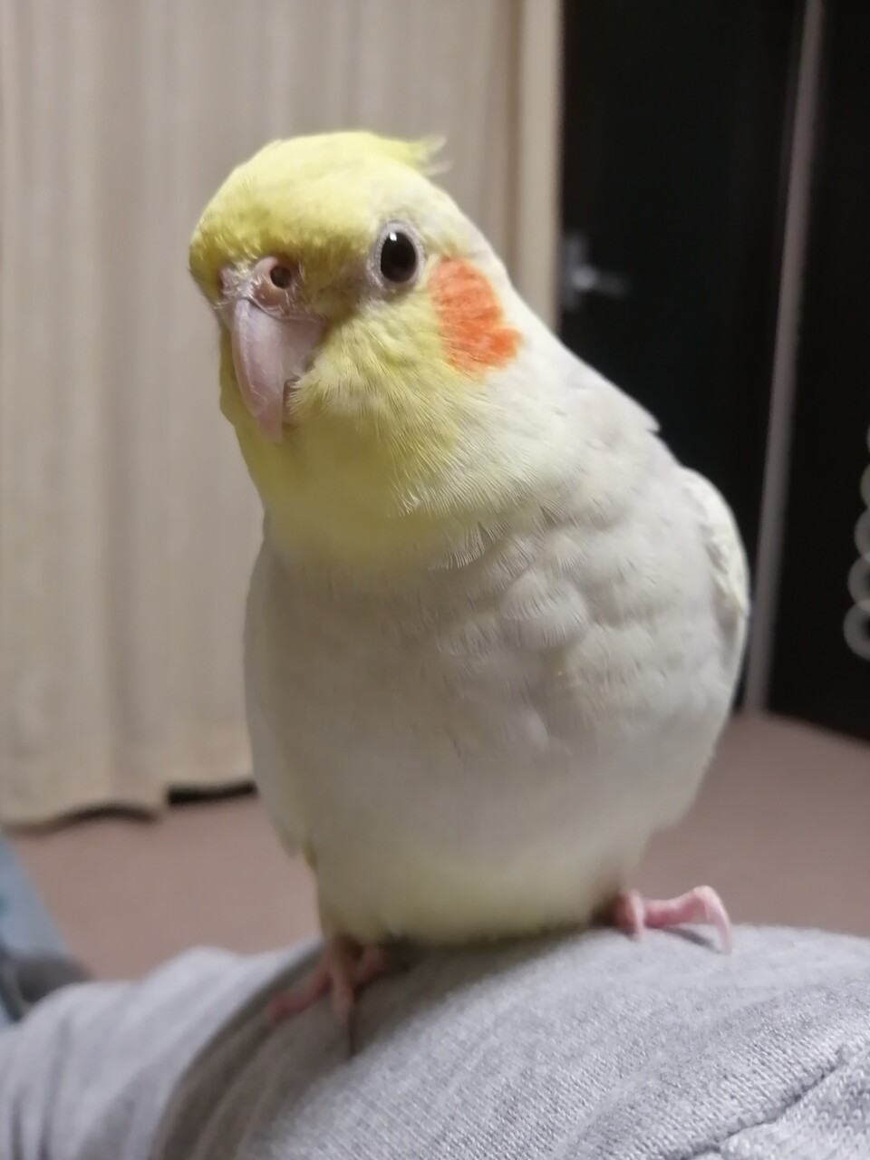 オカメがオカメの上に乗る カズナル 鳥達の襲撃 オカメがオカメの上に乗る カズナル 鳥達の襲撃