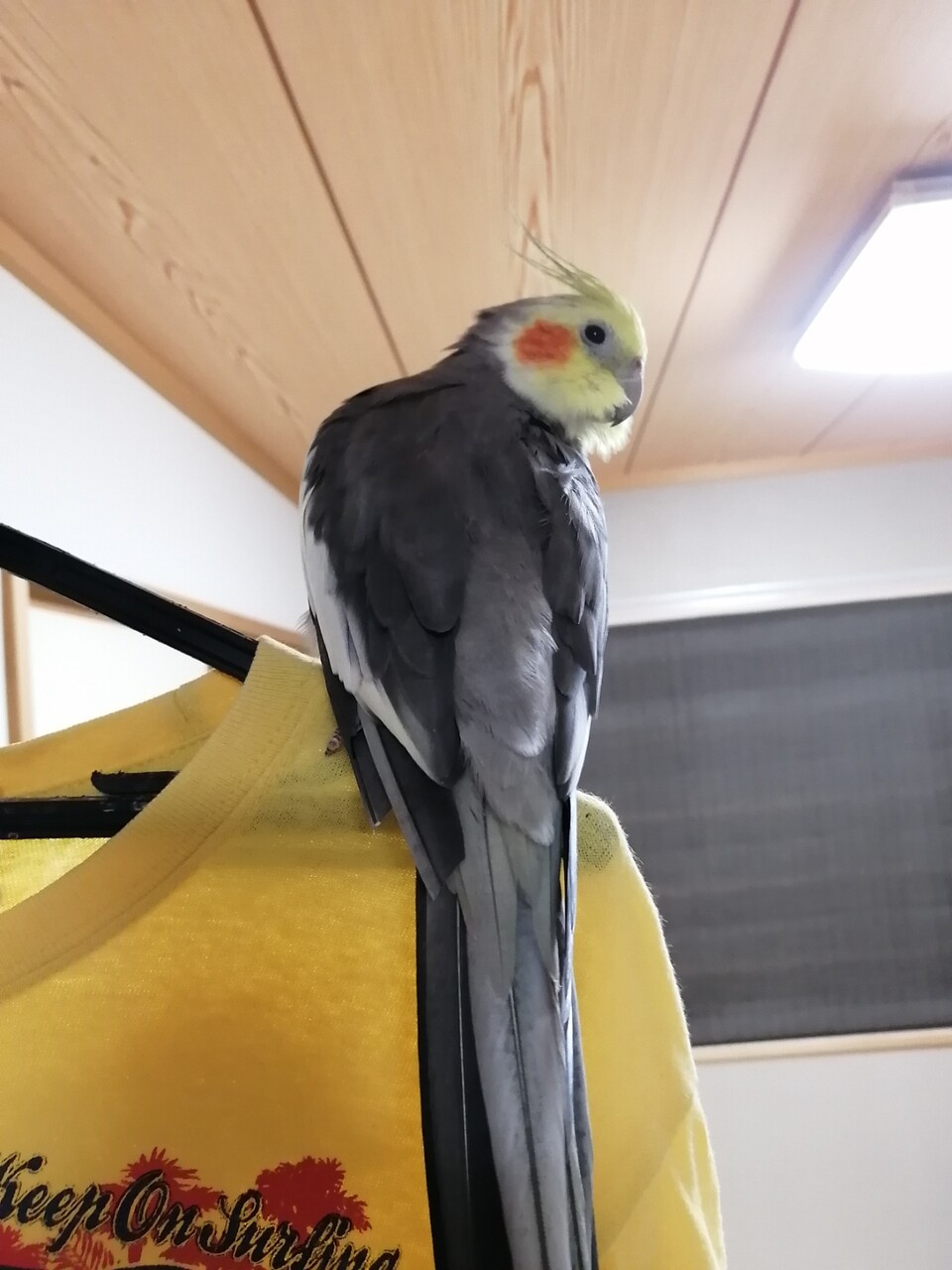 愛の風切羽根事情 カズナル 鳥達の襲撃 愛の風切羽根事情 カズナル 鳥達の襲撃