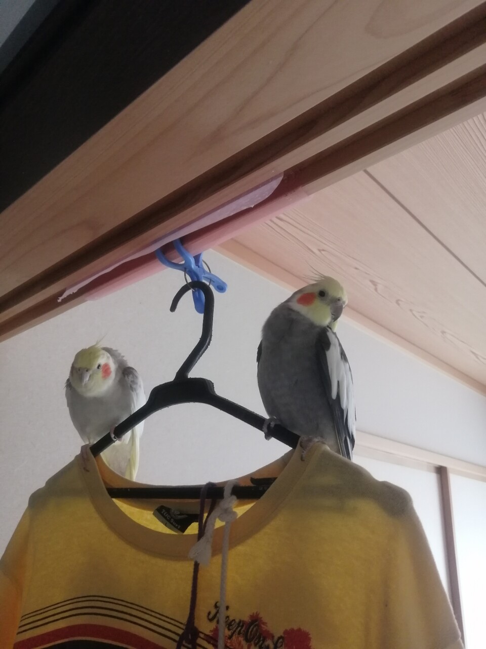 風切り羽抜けました カズナル 鳥達の襲撃 風切り羽抜けました カズナル 鳥達の襲撃