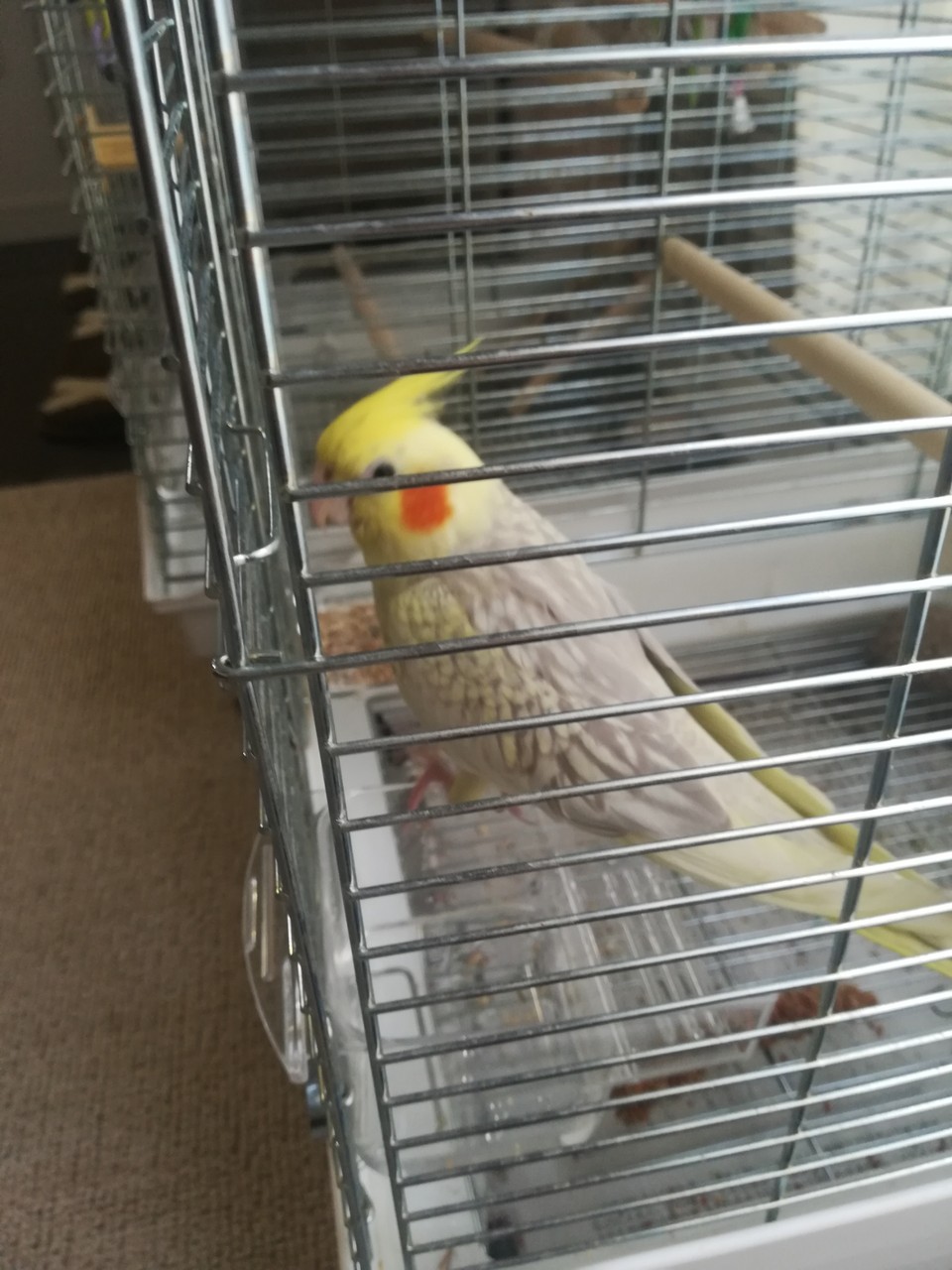 めるの家が狭い件 : カズナル ~鳥達の襲撃