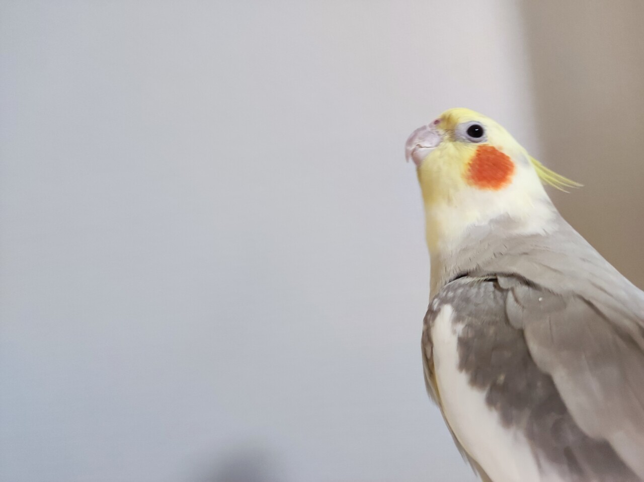 オカメインコ体重逆転 : カズナル ～鳥達の襲撃