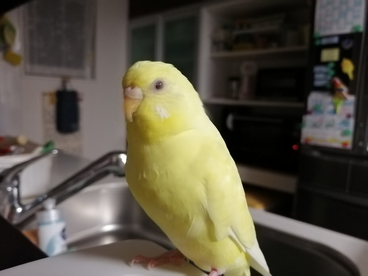 オカメインコの雄叫び カズナル 鳥達の襲撃 オカメインコの雄叫び カズナル 鳥達の襲撃
