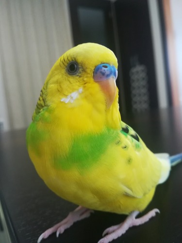 カズナル 鳥達の襲撃 鳥 カズナル 鳥達の襲撃 鳥