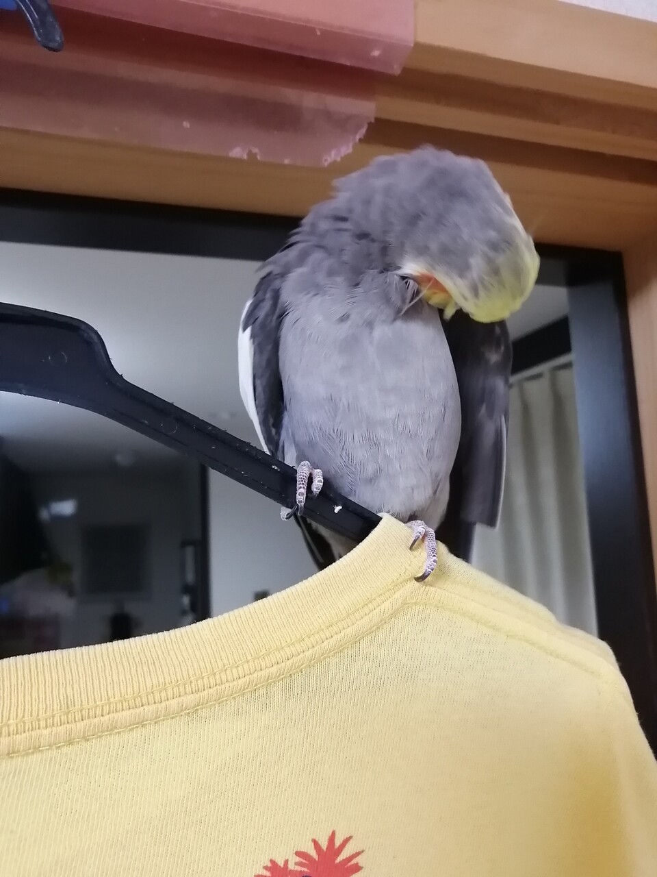 愛の風切羽根事情 カズナル 鳥達の襲撃 愛の風切羽根事情 カズナル 鳥達の襲撃