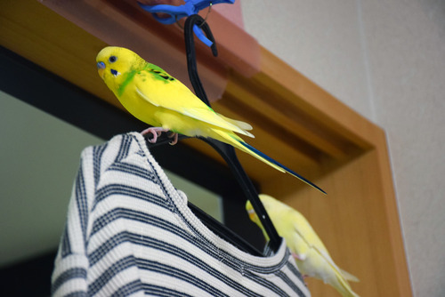 カズナル 鳥達の襲撃 鳥 カズナル 鳥達の襲撃 鳥