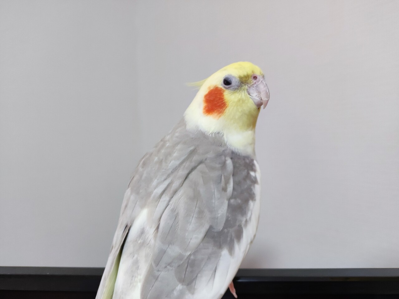 オカメインコ 80-63002 nanobeads 003 セキセイインコ/オカメインコ | 玩具