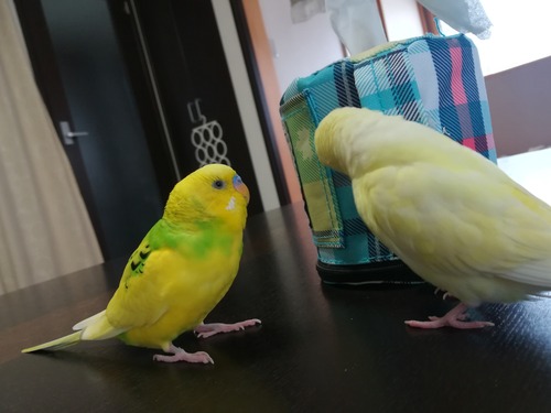 カズナル 鳥達の襲撃 鳥 カズナル 鳥達の襲撃 鳥
