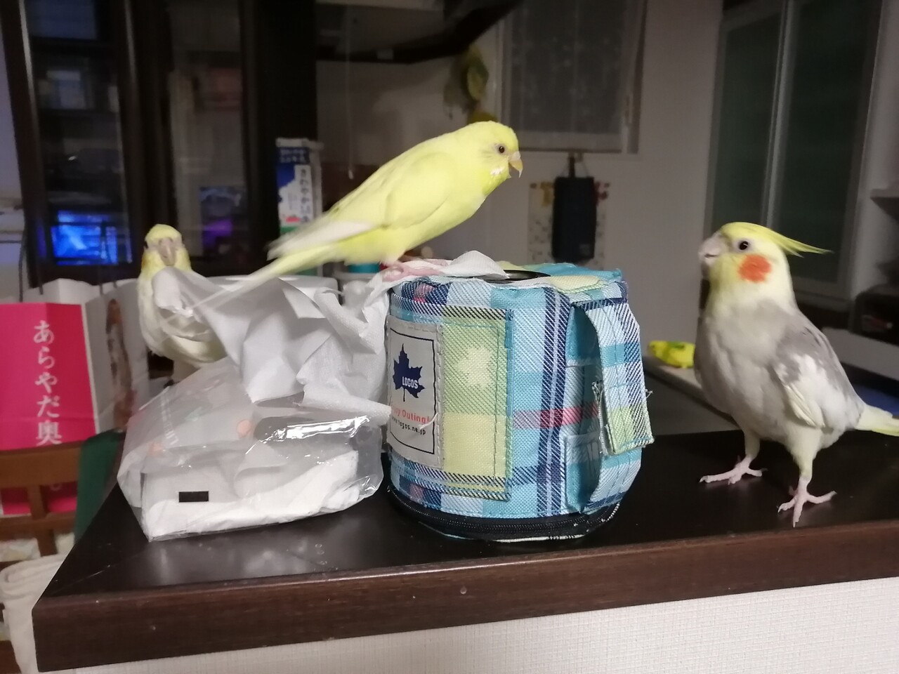 オカメインコの雄叫び カズナル 鳥達の襲撃 オカメインコの雄叫び カズナル 鳥達の襲撃