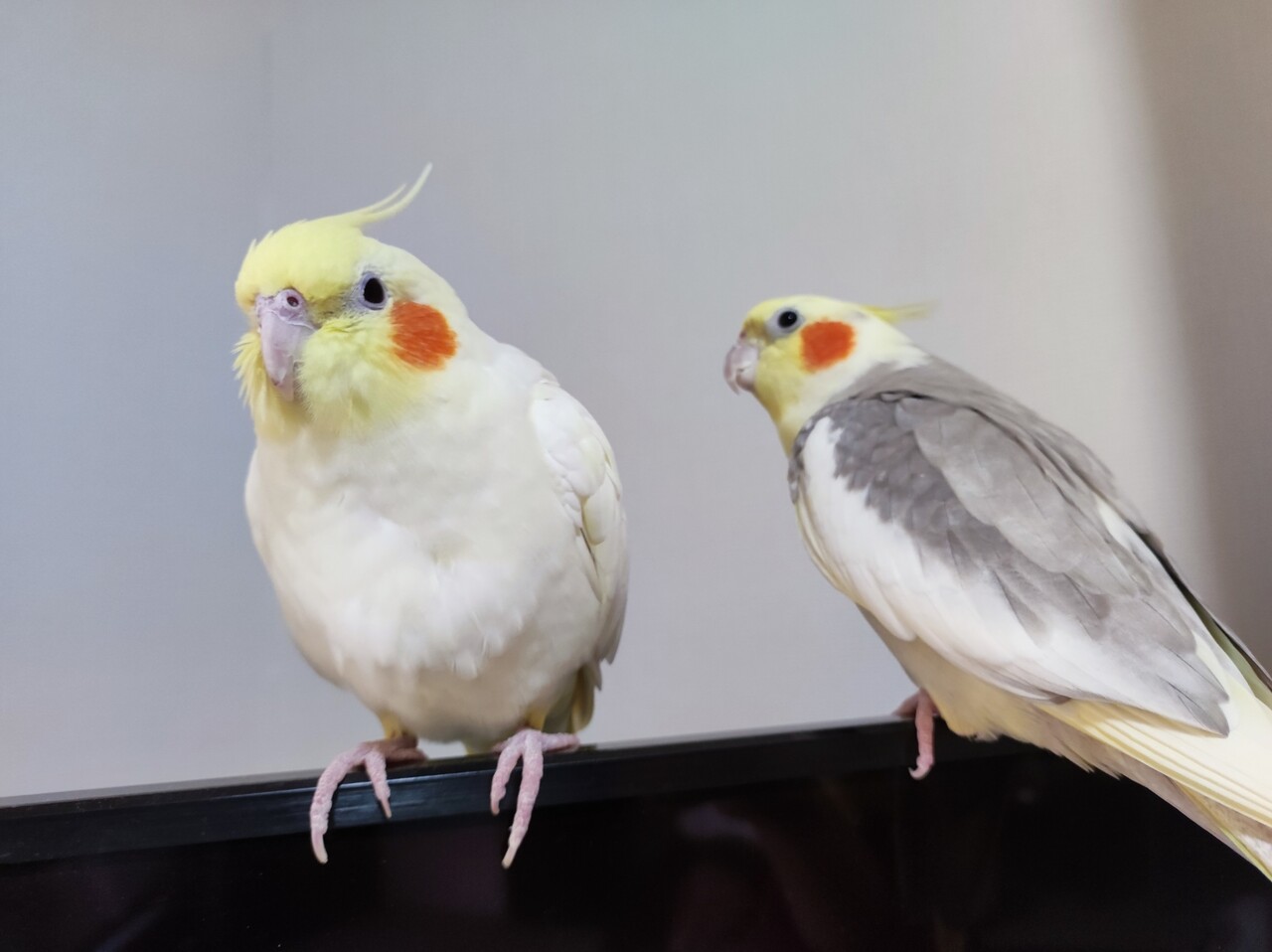 オカメインコ オカメインコ体重逆転 : カズナル ～鳥達の襲撃