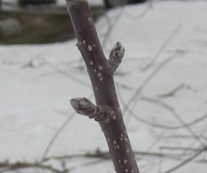 りんごの木の剪定作業 たんぽ小町ちゃんとゆかいな仲間たち 黄金歴史街道 鹿角 を往く