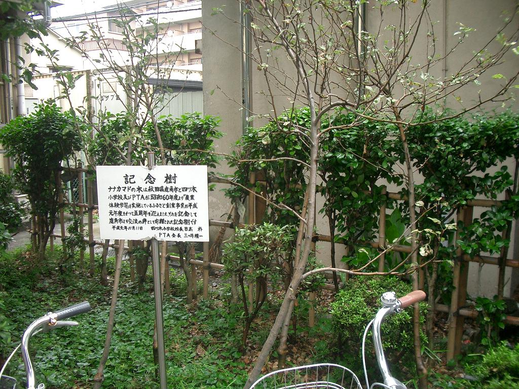 よ つぎ 小学校